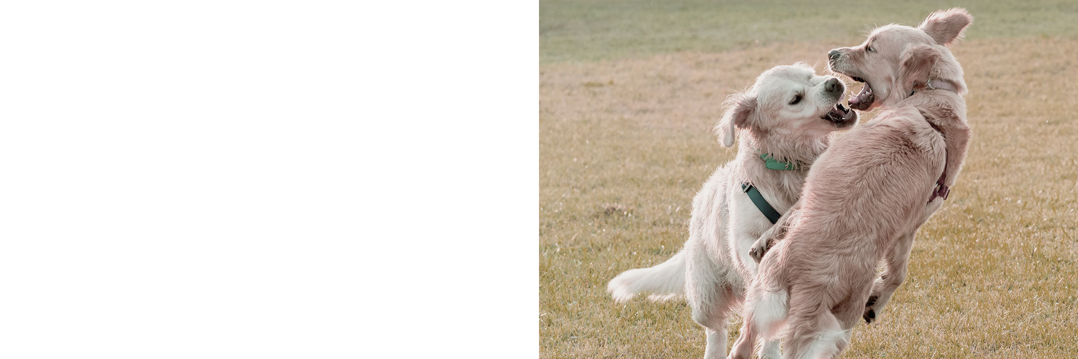 Hund ist aggressiv