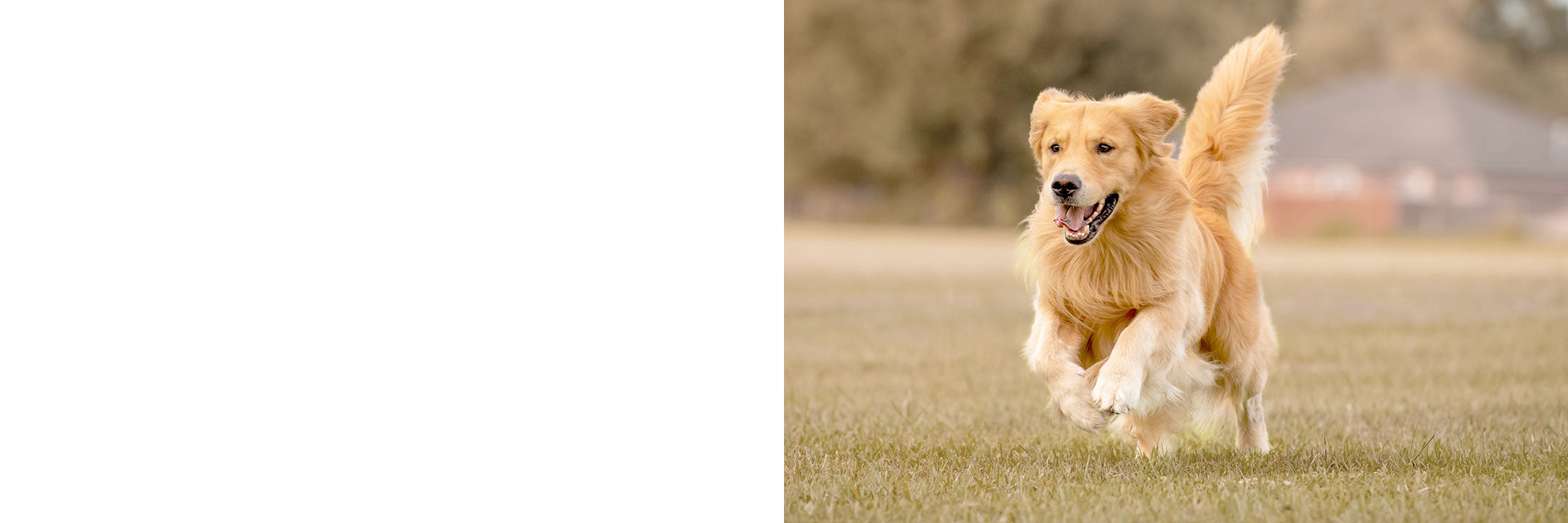 Hund reißt aus