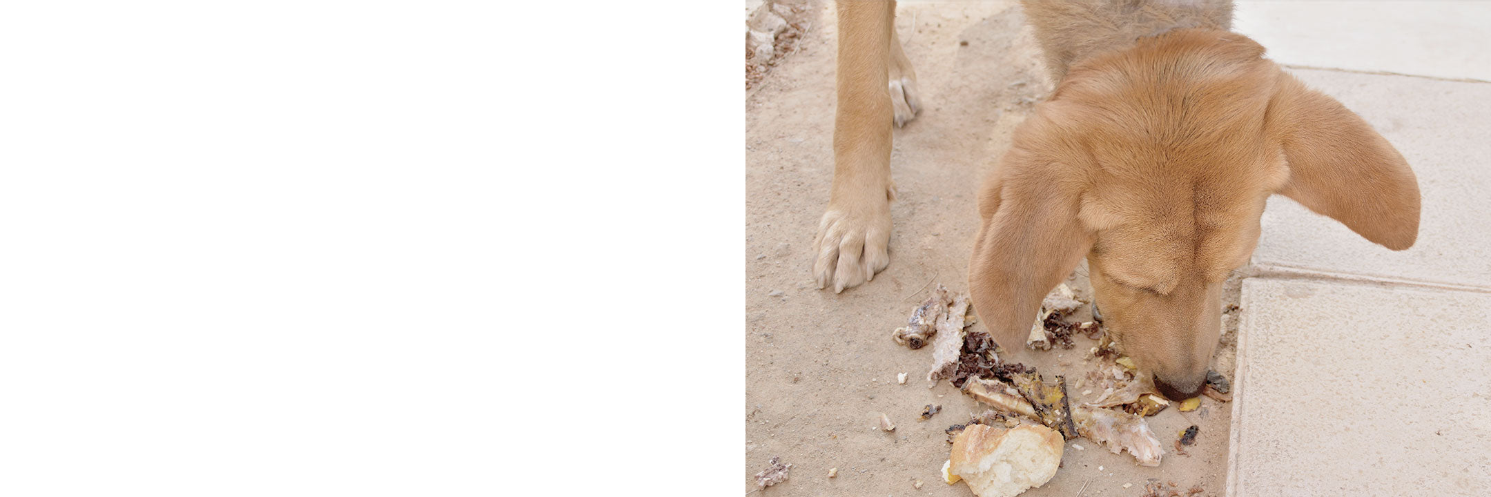 Hund frisst Müll