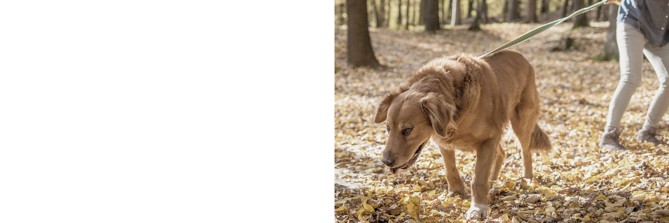 Hund zieht an Leine