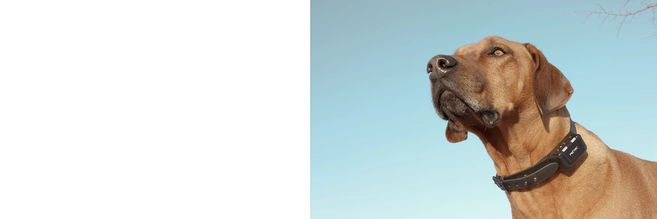 Vibrationshalsbnder fr Hunde kaufen - bei PetTec entdecken Vibrationshalsbnder fr Hunde kaufen - bei PetTec entdecken