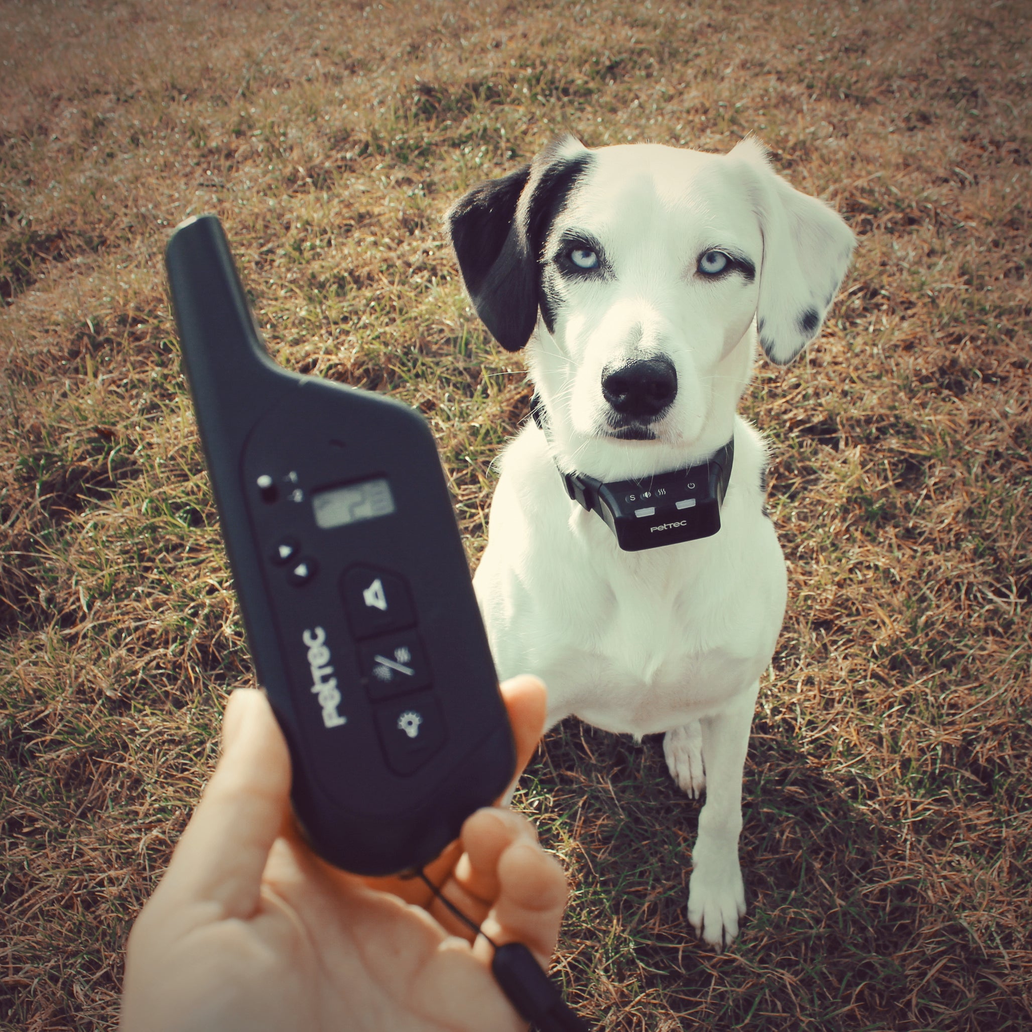 Hund guckt draußen den Ferntrainer an