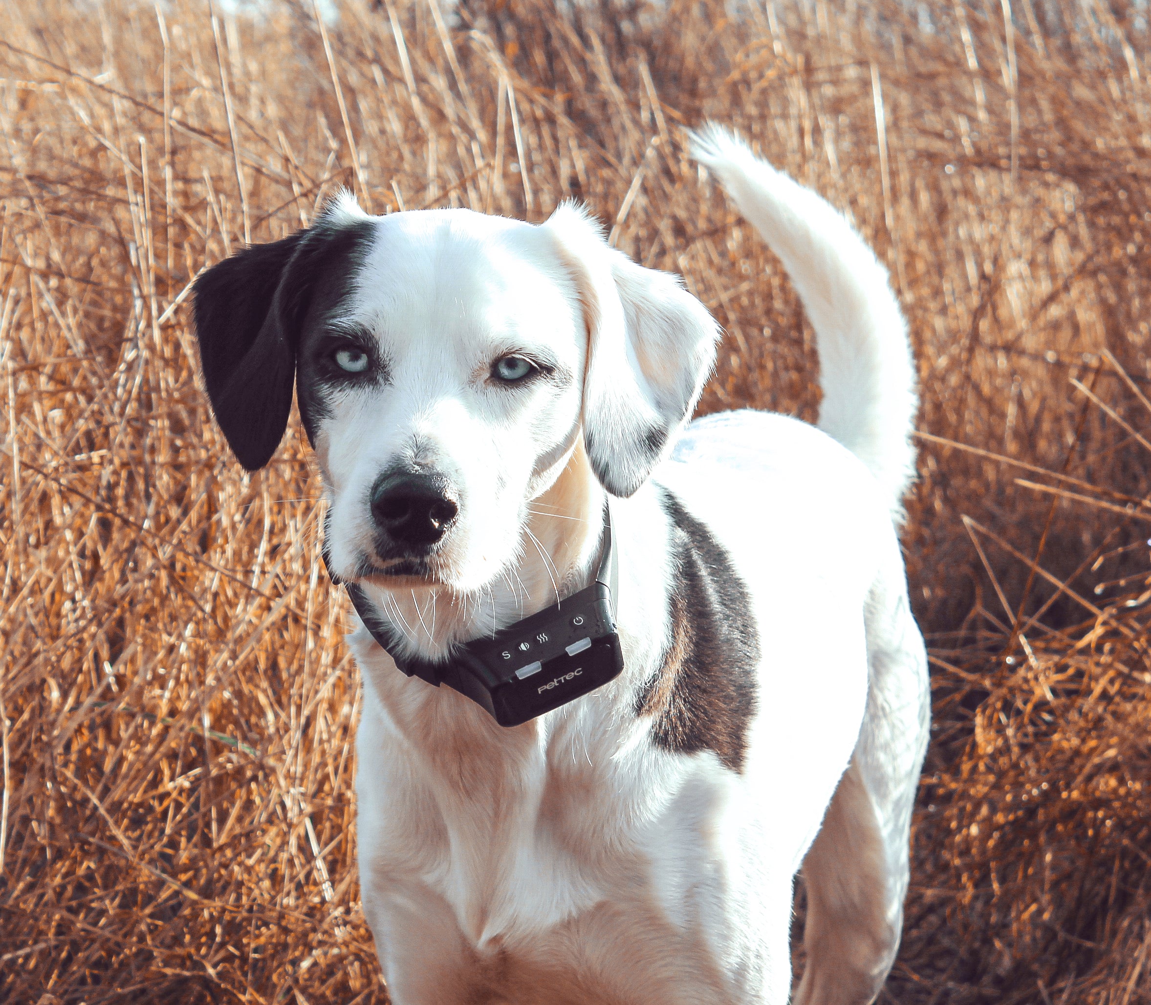 Hund trägt Antibell Halsband