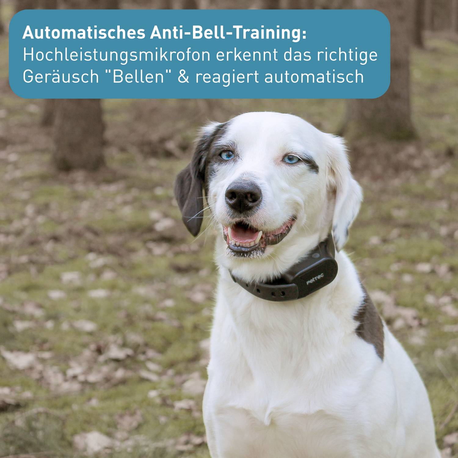 PetTec Antibell Spray-Trainer inkl. Citronella-Spray