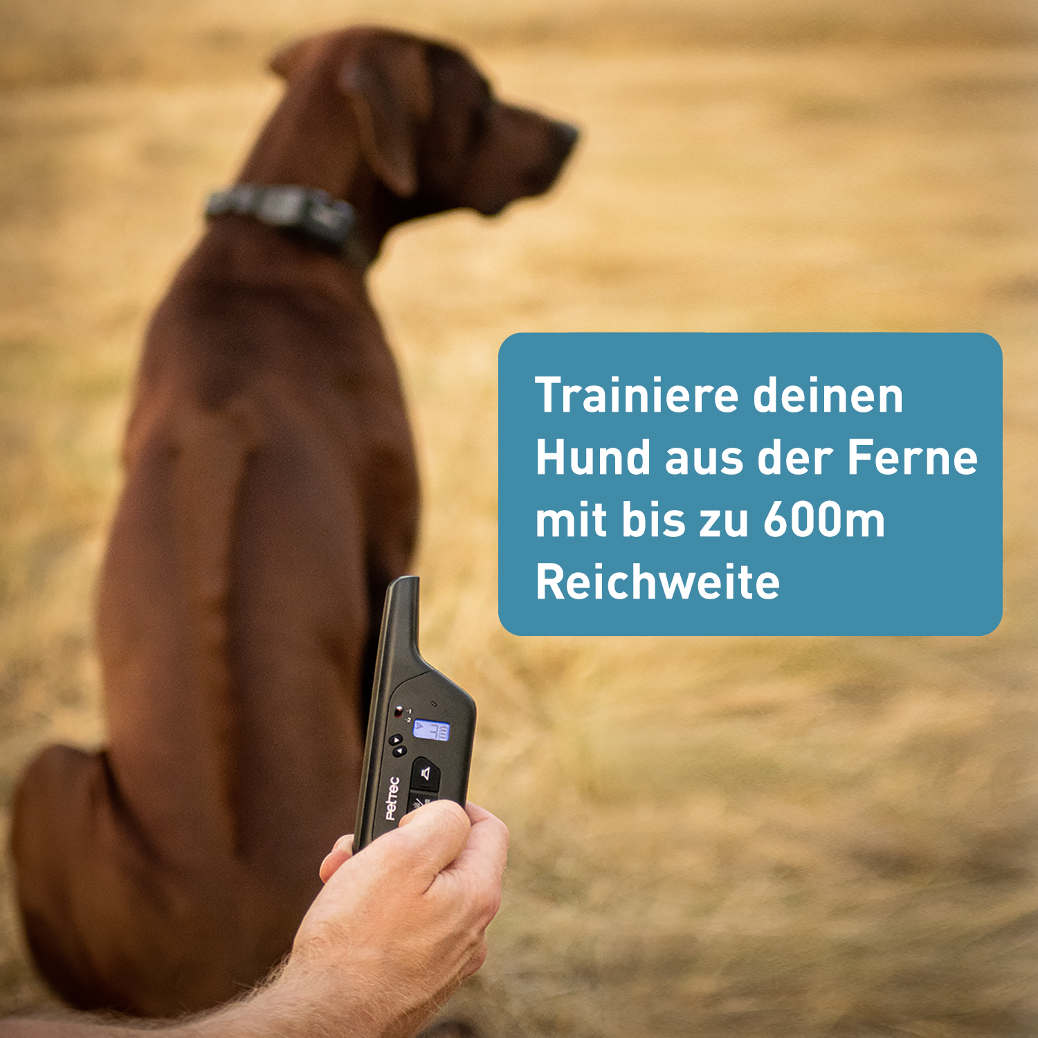 PetTec Ton & Vibra Multi-Trainer mit Fernbedienung