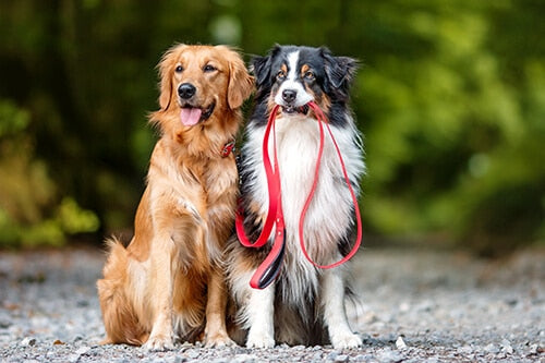 PetTec Hundeleine aus veganem Trioflex mit Handschlaufe, Führleine 2m bis 80kg, braun