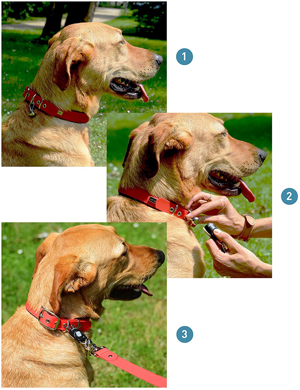 PetTec Quick Connector | Magnetisches Anlein-klick-System