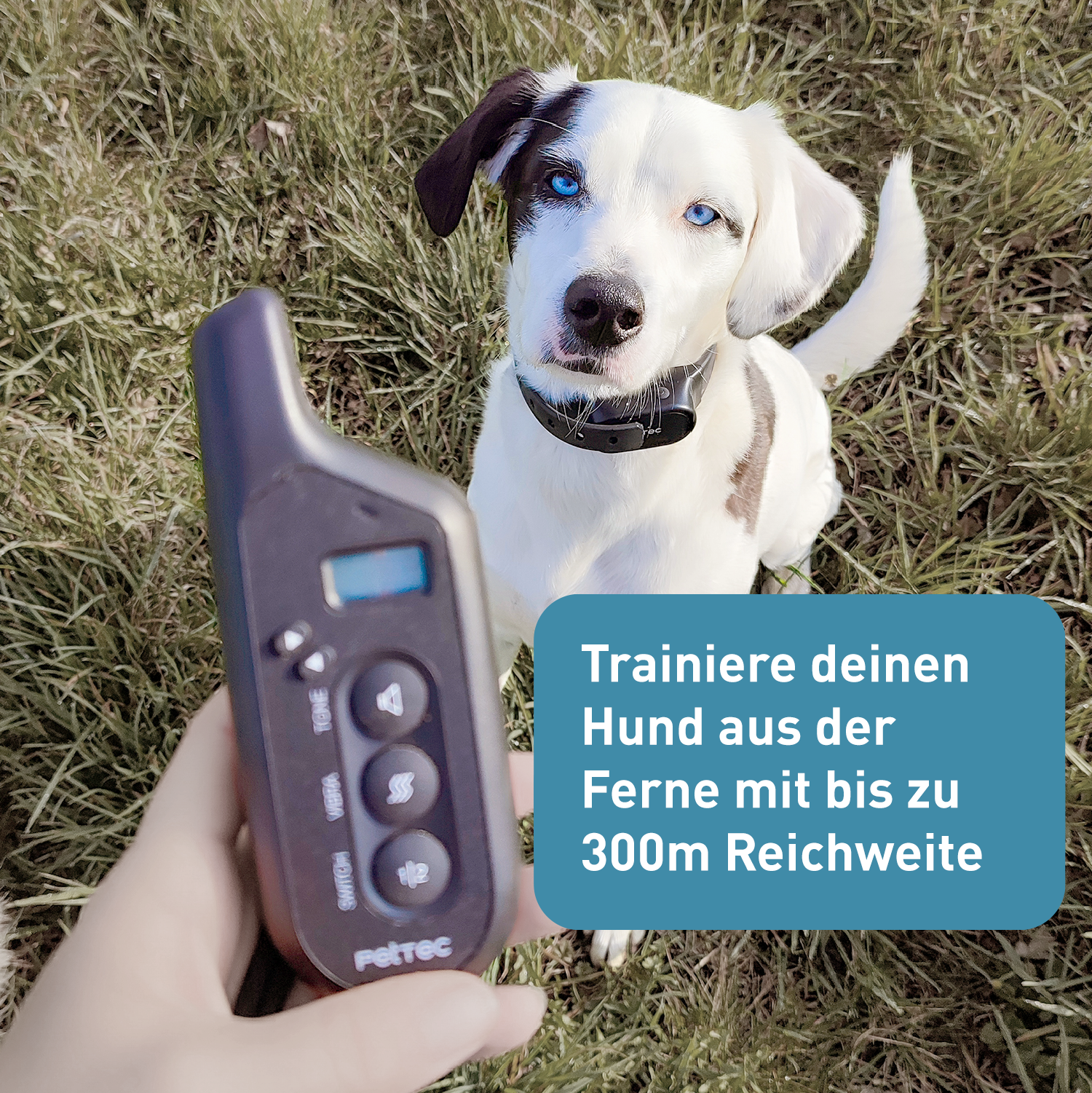Antibell Vibrationshalband fr Hunde mit Fernbedienung, wasserdicht, 300m Reichweite, 16 Ton- und Vibrationsstufen | Ferntrainer | PetTec Antibell Vibrationshalband fr Hunde mit Fernbedienung, wasserdicht, 300m Reichweite, 16 Ton- und Vibrationsstufen | Ferntrainer | PetTec
